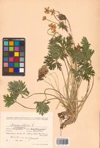 Anemonastrum narcissiflorum subsp. crinitum (Juz.) Raus, Siberia, Russian Far East (S6) (Russia)