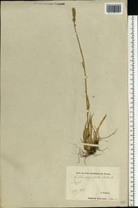 Tofieldia calyculata (L.) Wahlenb., Eastern Europe, Estonia (E2c) (Estonia)