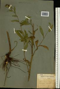 Centaurea stenolepis A. Kern., Eastern Europe, North Ukrainian region (E11) (Ukraine)