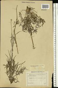 Jurinea cyanoides (L.) Rchb., Eastern Europe, South Ukrainian region (E12) (Ukraine)