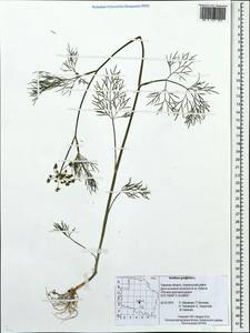 Anethum graveolens L., Eastern Europe, North-Western region (E2) (Russia)