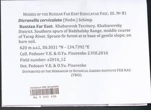 Dicranella cerviculata (Hedw.) Schimp., Bryophytes, Bryophytes - Russian Far East (excl. Chukotka & Kamchatka) (B20) (Russia)