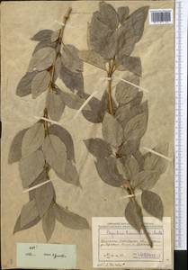Populus laurifolia Ledeb., Middle Asia, Northern & Central Kazakhstan (M10) (Kazakhstan)