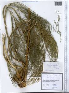 Ferulago angulata (Schltdl.) Boiss., South Asia, South Asia (Asia outside ex-Soviet states and Mongolia) (ASIA) (Iran)