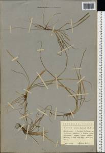 Carex ericetorum Pollich, Eastern Europe, Northern region (E1) (Russia)
