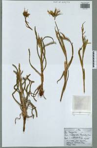 Tragopogon pratensis L., Eastern Europe, Central region (E4) (Russia)