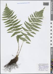 Dryopteris filix-mas (L.) Schott, Caucasus, Black Sea Shore (from Novorossiysk to Adler) (K3) (Russia)