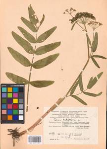 Sium latifolium L., Eastern Europe, Moscow region (E4a) (Russia)