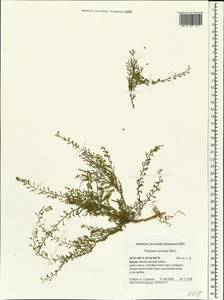 Thesium ramosum Hayne, Crimea (KRYM) (Russia)