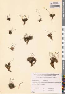 Draba magadanensis Berkut. & A. P. Khokhr., Siberia, Chukotka & Kamchatka (S7) (Russia)