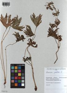 KUZ 000 118, Geranium pratense L., Siberia, Altai & Sayany Mountains (S2) (Russia)