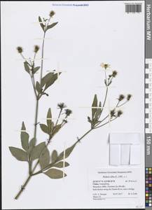 Bidens alba (L.) DC., South Asia, South Asia (Asia outside ex-Soviet states and Mongolia) (ASIA) (China)