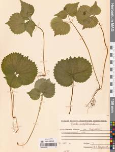 Viola uniflora L., Siberia, Western Siberia (S1) (Russia)