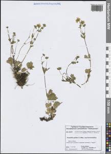 Potentilla crantzii subsp. gelida (C.A.Mey.) Soják, Siberia, Central Siberia (S3) (Russia)
