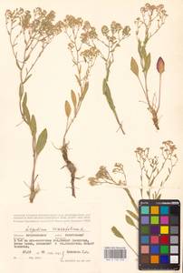 Lepidium cartilagineum subsp. crassifolium (Waldst. & Kit.) Thell., Eastern Europe, Lower Volga region (E9) (Russia)