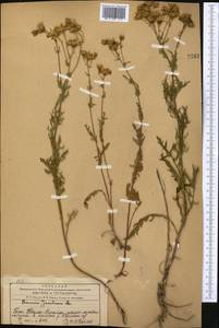 Jacobaea vulgaris subsp. vulgaris, Middle Asia, Western Tian Shan & Karatau (M3) (Kazakhstan)