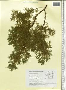 Juniperus communis L., Eastern Europe, Central region (E4) (Russia)