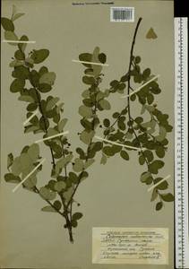 Cotoneaster melanocarpus G. Lodd., Siberia, Yakutia (S5) (Russia)