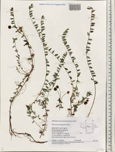 Vaccinium oxycoccos L., Eastern Europe, Central region (E4) (Russia)