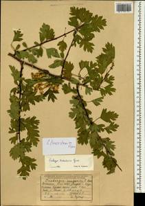 Crataegus pseudoheterophylla subsp. turkestanica (Pojark.) K. I. Chr., South Asia, South Asia (Asia outside ex-Soviet states and Mongolia) (ASIA) (Afghanistan)