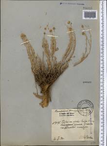 Ajania tibetica (Hook. fil. & Thomson) Tzvelev, Middle Asia, Pamir & Pamiro-Alai (M2) (Tajikistan)