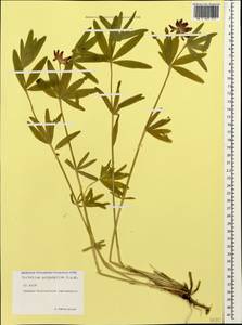 Trifolium polyphyllum (C.A.Mey.)Latsch., Caucasus, North Ossetia, Ingushetia & Chechnya (K1c) (Russia)