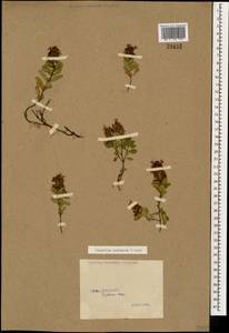 Teucrium chamaedrys subsp. nuchense (K.Koch) Rech.f., Caucasus, Georgia (K4) (Georgia)
