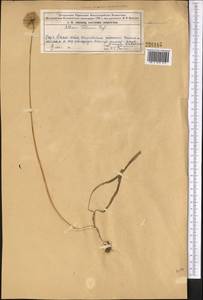 Allium fetisowii Regel, Middle Asia, Northern & Central Tian Shan (M4) (Kazakhstan)