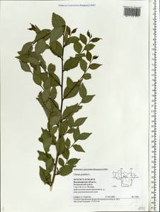 Ulmus pumila L., Eastern Europe, Central region (E4) (Russia)