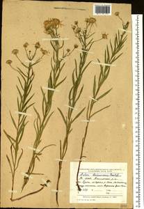 Galatella dahurica DC., Siberia, Yakutia (S5) (Russia)