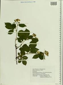 Rubus nessensis Hall, Eastern Europe, Central region (E4) (Russia)