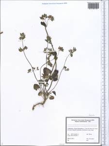 Lamiaceae, Middle Asia, Pamir & Pamiro-Alai (M2) (Uzbekistan)