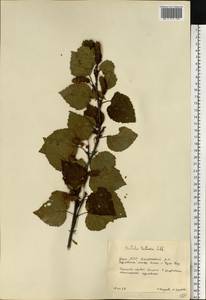 Betula pubescens var. pumila (Zanoni ex Murray) Govaerts, Eastern Europe, Eastern region (E10) (Russia)