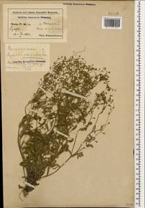 Myosotis discolor Pers., Caucasus, Azerbaijan (K6) (Azerbaijan)