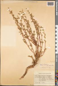 Artemisia stechmanniana Besser, Middle Asia, Pamir & Pamiro-Alai (M2) (Tajikistan)