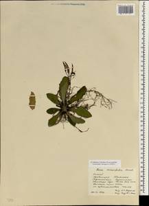Paraboea crassifolia (Hemsley) B.L. Burtt, South Asia, South Asia (Asia outside ex-Soviet states and Mongolia) (ASIA) (China)