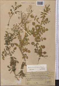 Nasturtium officinale W.T. Aiton, Middle Asia, Northern & Central Tian Shan (M4) (Kazakhstan)