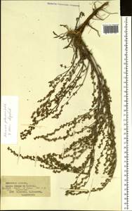 Artemisia pubescens Ledeb., Siberia, Baikal & Transbaikal region (S4) (Russia)