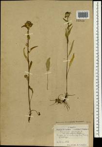 Campanula glomerata L., Mongolia (MONG) (Mongolia)