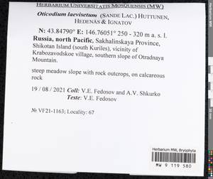 Oticodium laevisetum (Sande Lac.) Huttunen, Hedenäs & Ignatov, Bryophytes, Bryophytes - Russian Far East (excl. Chukotka & Kamchatka) (B20) (Russia)
