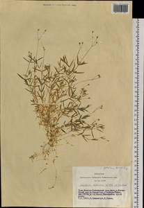 Stellaria davurica D. F. K. Schltdl., Siberia, Altai & Sayany Mountains (S2) (Russia)