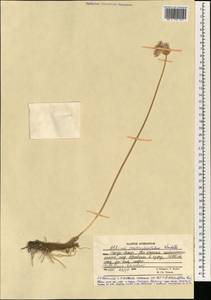 Allium dolichostylum Vved., South Asia, South Asia (Asia outside ex-Soviet states and Mongolia) (ASIA) (Afghanistan)