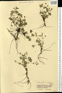 Potentilla cinerea subsp. incana (G. Gaertn., B. Mey. & Scherb.) Asch., Eastern Europe, South Ukrainian region (E12) (Ukraine)