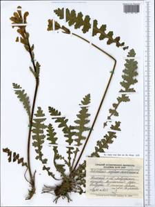 Pedicularis sceptrum-carolinum L., Eastern Europe, Northern region (E1) (Russia)