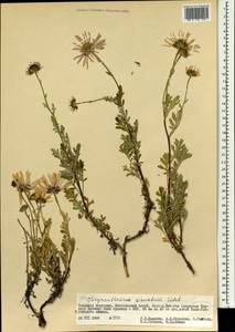 Chrysanthemum sinuatum Ledeb., Mongolia (MONG) (Mongolia)