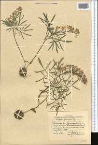 Corydalis gortschakovii Schrenk, Middle Asia, Western Tian Shan & Karatau (M3) (Uzbekistan)