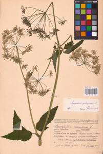 Aegopodium podagraria L., Eastern Europe, Central region (E4) (Russia)