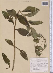 Mertensia paniculata (Aiton) G. Don, America (AMER) (United States)