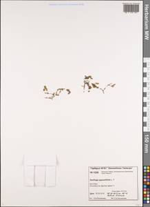 Saxifraga oppositifolia L., Siberia, Central Siberia (S3) (Russia)