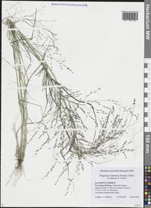 Eragrostis albensis H.Scholz, Eastern Europe, Central region (E4) (Russia)